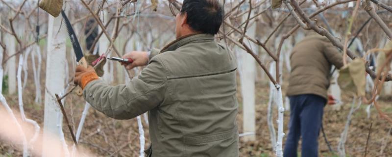 猕猴桃是否要剪枝