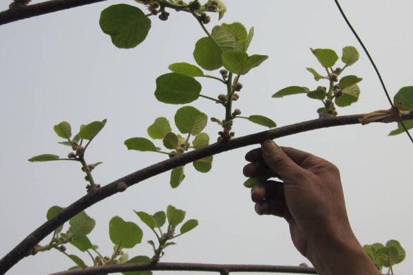 猕猴桃是否要剪枝,每年冬夏季节需要分别修剪两次