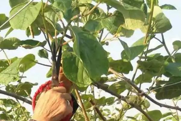 猕猴桃是否要剪枝,每年冬夏季节需要分别修剪两次