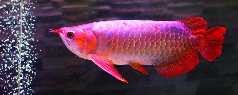 龙鱼是哪种鱼类