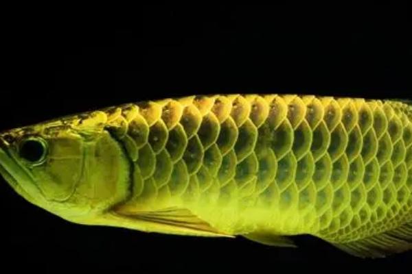 龙鱼是哪种鱼类,属于硬骨鱼