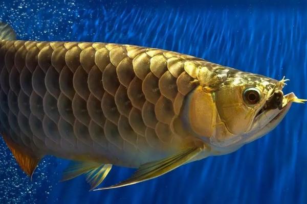 龙鱼是哪种鱼类,属于硬骨鱼