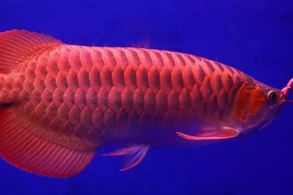 龙鱼是哪种鱼类,属于硬骨鱼