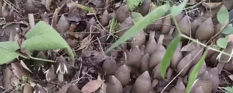 鸡枞菌的采摘时间