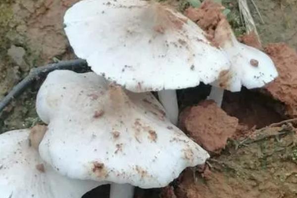 鸡枞菌的采摘时间,端午节前后为采摘适期