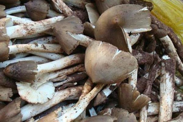 鸡枞菌的采摘时间,端午节前后为采摘适期