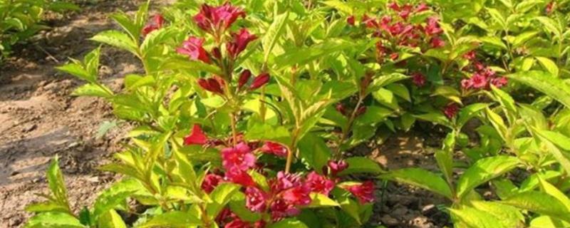 锦带花的繁殖方法