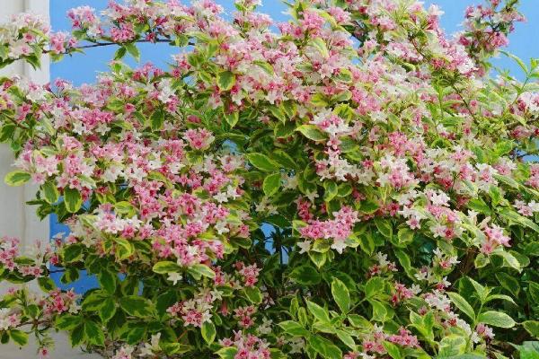 锦带花的繁殖方法,可采用播种、扦插、压条的方式