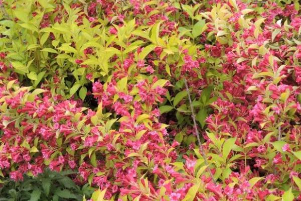 锦带花的繁殖方法,可采用播种、扦插、压条的方式