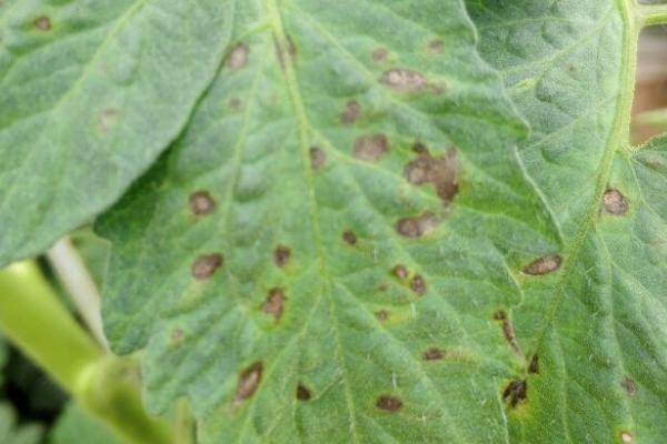 番茄灰叶斑病怎么防治,收获后要清除田间的病残体