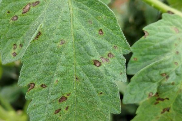 番茄灰叶斑病怎么防治,收获后要清除田间的病残体