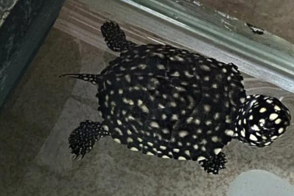 斑点池龟能否混养,可以混养但容易出现不良后果