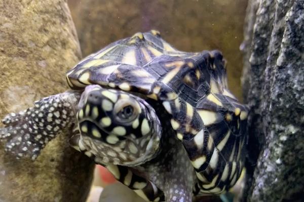 斑点池龟能否混养,可以混养但容易出现不良后果