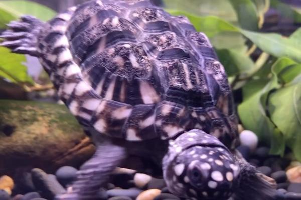 斑点池龟能否混养,可以混养但容易出现不良后果