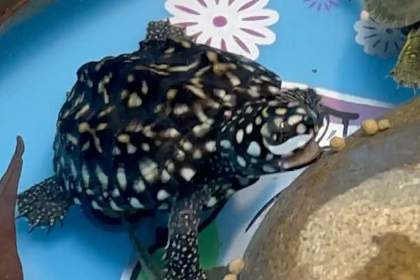 斑点池龟能否混养,可以混养但容易出现不良后果