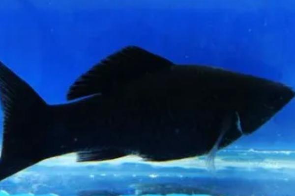 如何判断黑玛丽鱼是否生产完毕,产完小鱼后肚子会变成正常大小