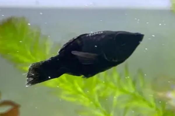 如何判断黑玛丽鱼是否生产完毕,产完小鱼后肚子会变成正常大小