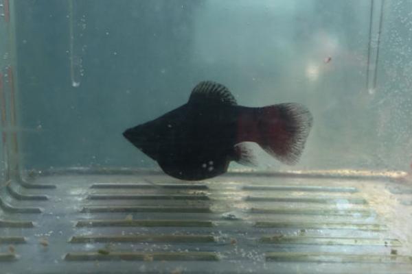 如何判断黑玛丽鱼是否生产完毕,产完小鱼后肚子会变成正常大小