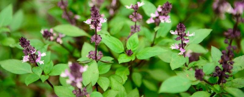 鱼香草的亩产量