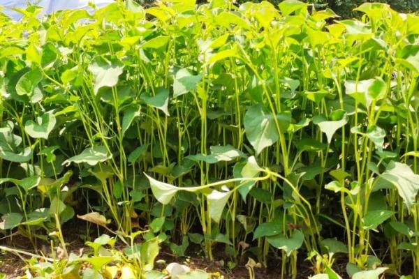 鱼香草的亩产量,一般为400斤左右