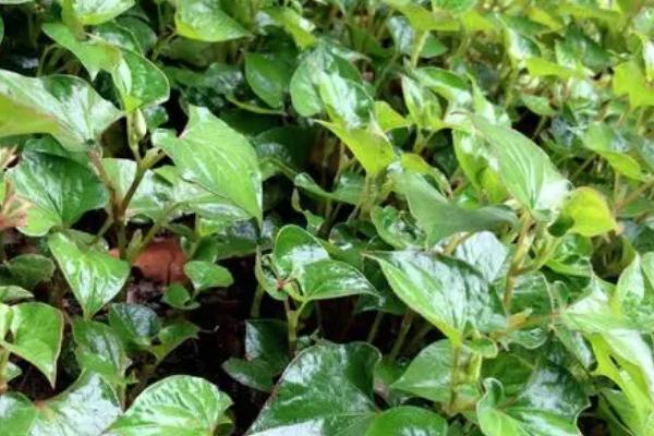 鱼香草的亩产量,一般为400斤左右