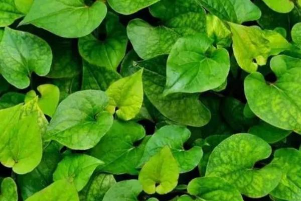 鱼香草的亩产量,一般为400斤左右