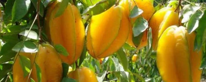 红杨桃的种植要点