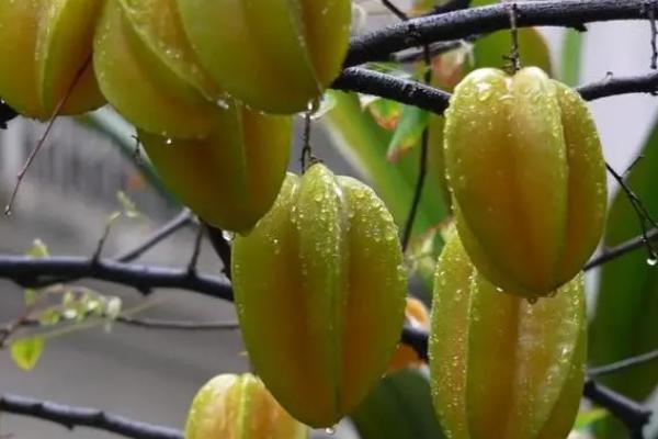 红杨桃的种植要点,栽植时要为根部蘸上泥浆