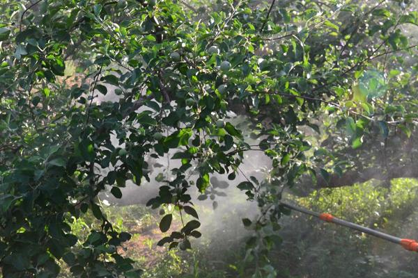 三氟羧草醚的适用对象,适合在大豆田中使用