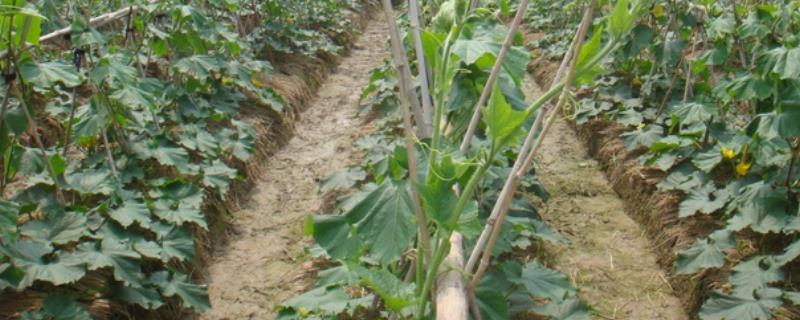 冬瓜秧的留蔓数量