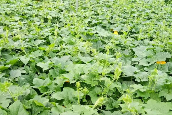 冬瓜秧的留蔓数量,一根瓜秧可保留3根蔓