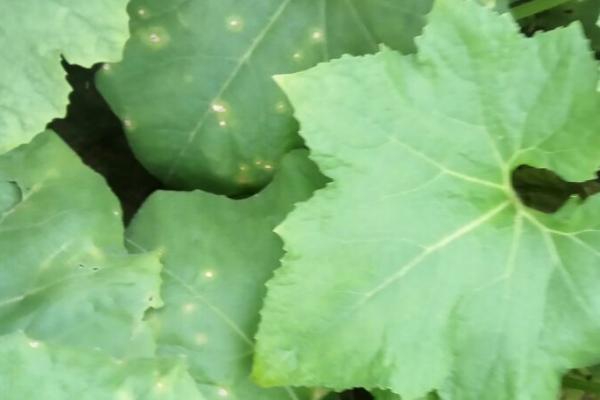 冬瓜秧的留蔓数量,一根瓜秧可保留3根蔓