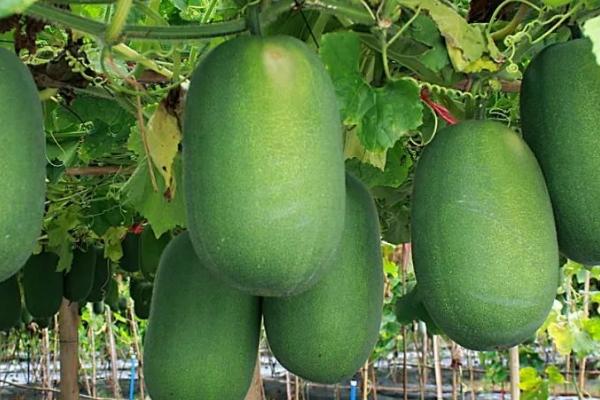 冬瓜秧的留蔓数量,一根瓜秧可保留3根蔓