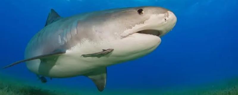 鲨鱼如何活动