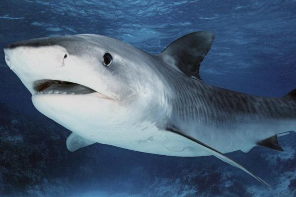 鲨鱼如何活动,依靠尾鳍的摆动向前推进
