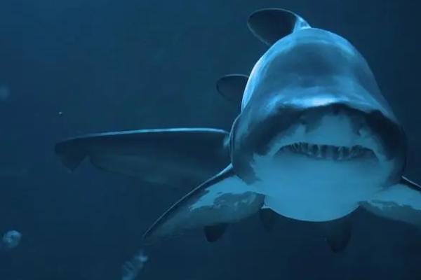 鲨鱼如何活动,依靠尾鳍的摆动向前推进