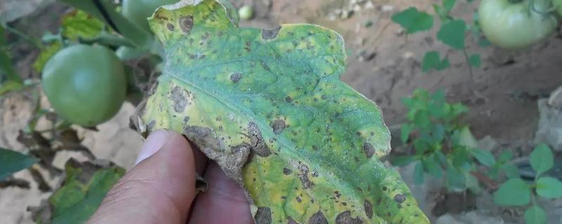 圣女果早疫病有什么症状