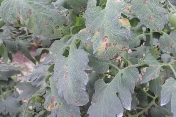 圣女果早疫病有什么症状,叶片上会出现水渍状褐色病斑