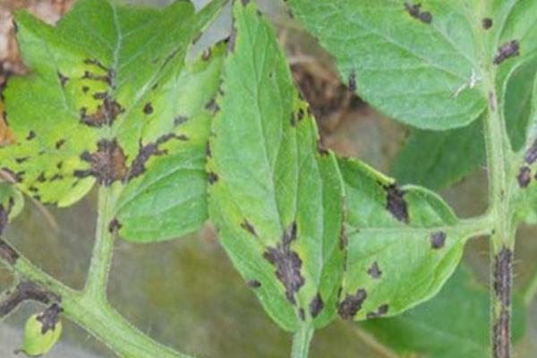 圣女果早疫病有什么症状,叶片上会出现水渍状褐色病斑