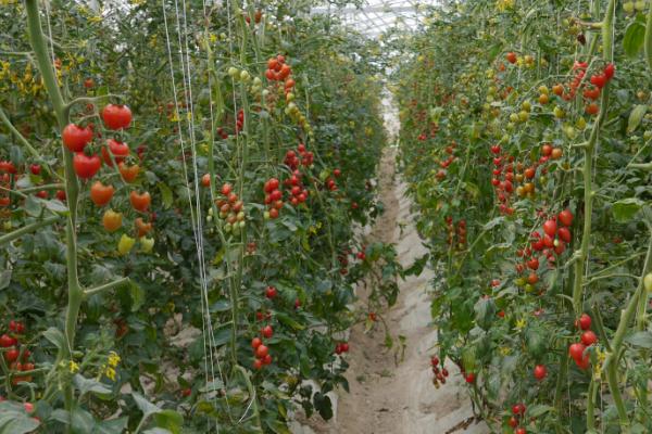 圣女果早疫病有什么症状,叶片上会出现水渍状褐色病斑