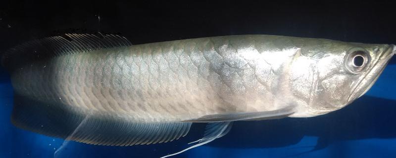 怎么看银龙鱼的品相