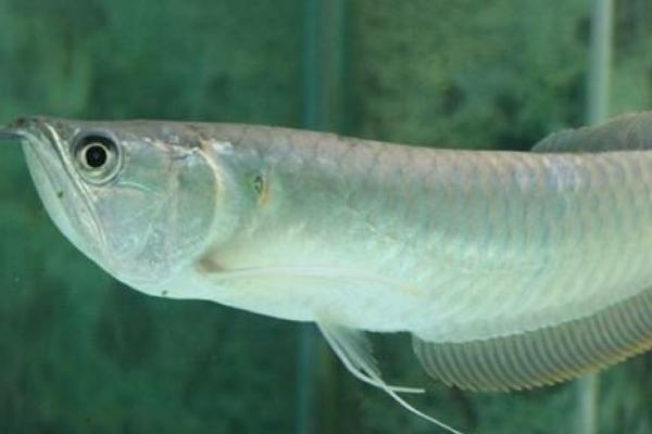 怎么看银龙鱼的品相,品相好的银龙鱼呈银白色、背鳍和腹鳍为耸立状态