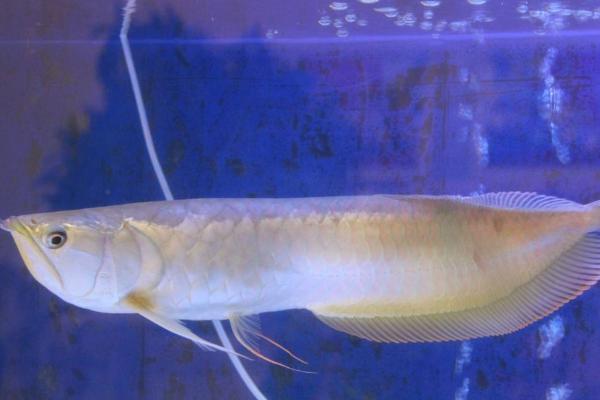 怎么看银龙鱼的品相,品相好的银龙鱼呈银白色、背鳍和腹鳍为耸立状态