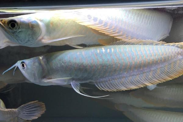 怎么看银龙鱼的品相,品相好的银龙鱼呈银白色、背鳍和腹鳍为耸立状态