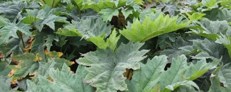 种植大黄怎么施肥