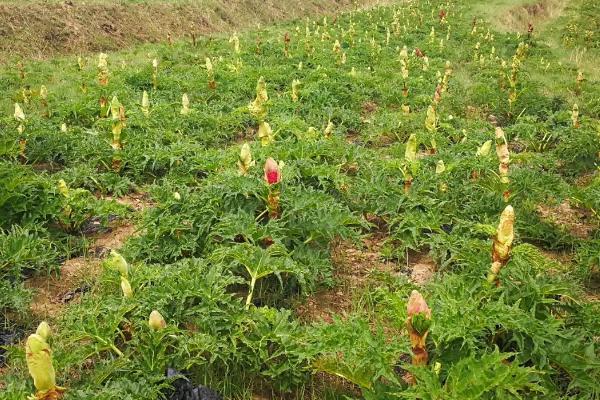 种植大黄怎么施肥,每株可追施1.5-2公斤土杂肥