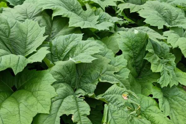 种植大黄怎么施肥,每株可追施1.5-2公斤土杂肥