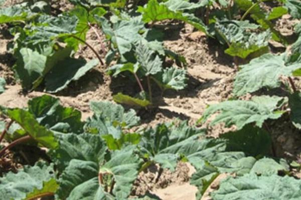 种植大黄怎么施肥,每株可追施1.5-2公斤土杂肥