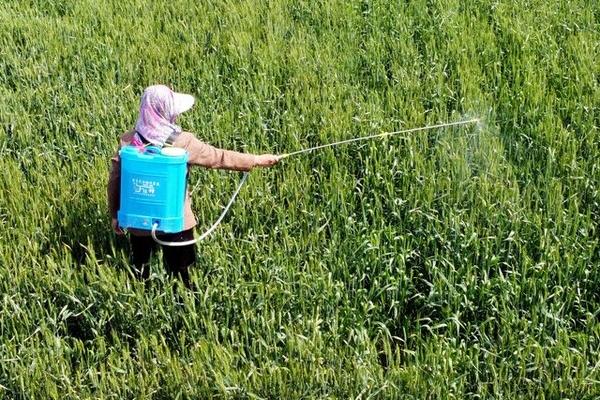 丁硫克百威的作用,可防治蔬菜、果树、粮食等作物上面的多种害虫