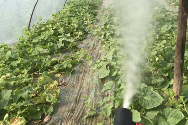 丁硫克百威的作用,可防治蔬菜、果树、粮食等作物上面的多种害虫